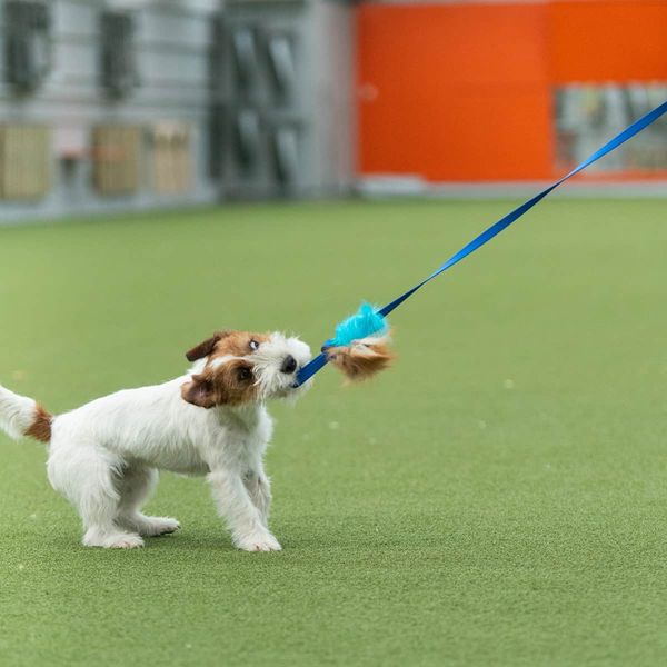 Doggie-Zen Liten blekksprut jaktleke med sau og kanin