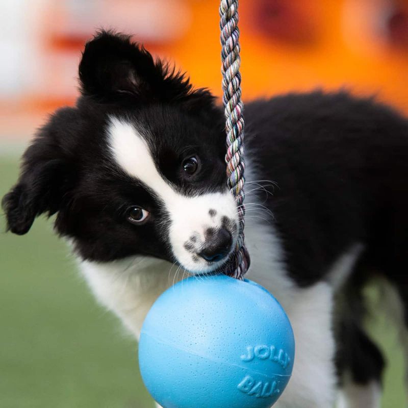 Jolly Pets Romp-n-roll