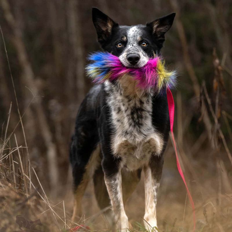 Doggie-zen Lang  jaktleke med fuskepels