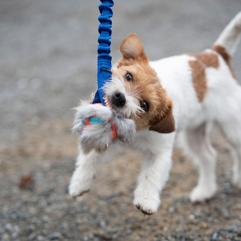Doggie-Zen Kampleke med Chuckit Breathe og kaninpels