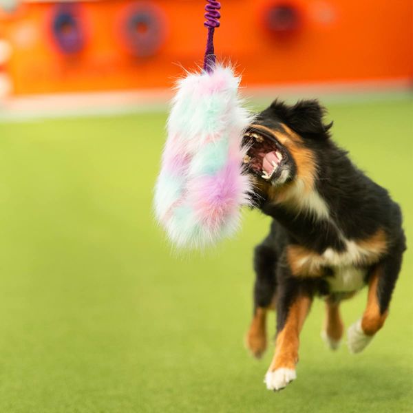 Doggie-Zen Stor Elastisk kampring