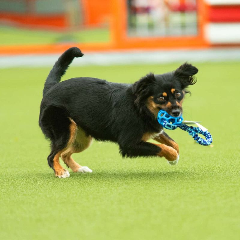 Zayma Dogsport Hol-ee roller