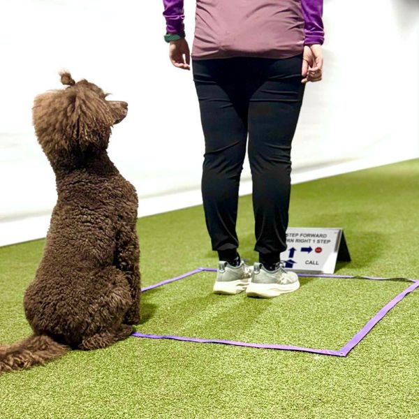 Rute FCI rallylydighet