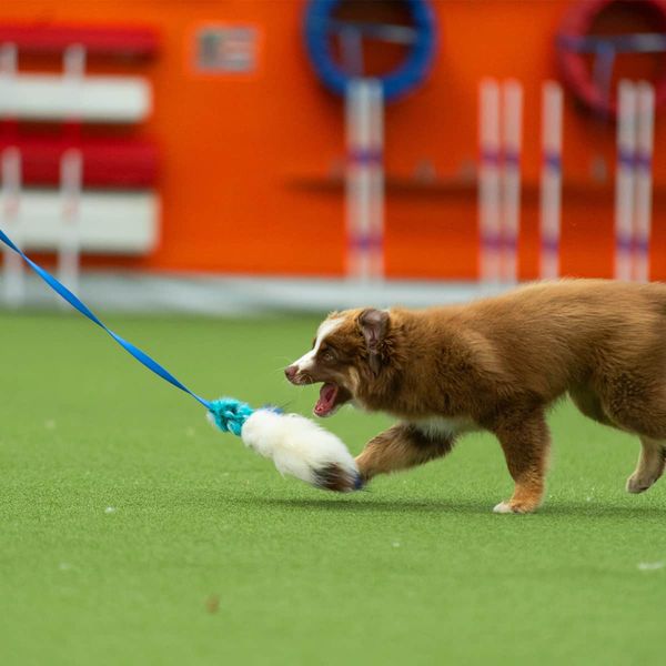 Doggie-Zen Blekksprut jaktleke med sau og kanin