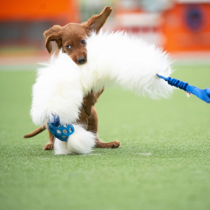 Doggie-Zen Lang jaktleke med saueskinn og hol-ee football