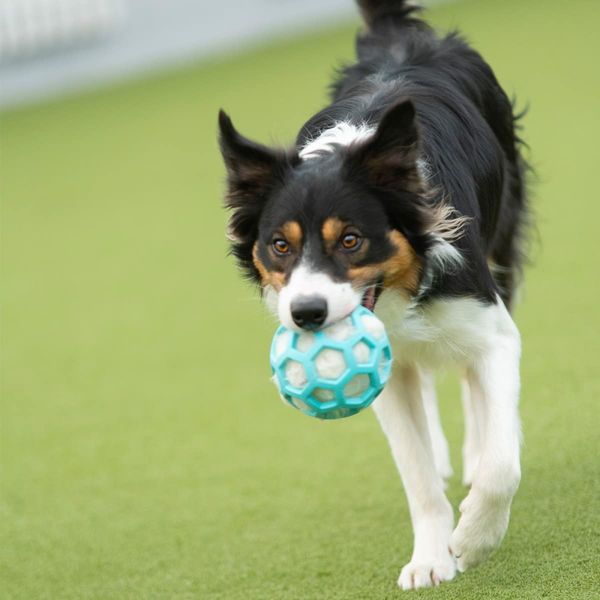 Hol-ee Roller nettingball