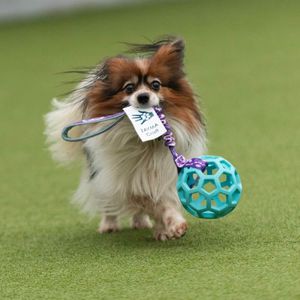 Hovedbilde Zayma hol-ee roller med sport webbing