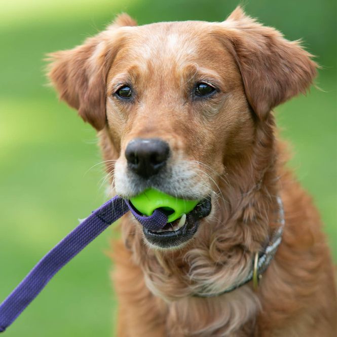 Hovedbilde Doggie-zen Amazing pipeball