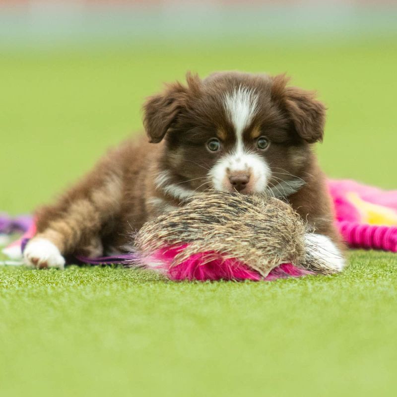 Doggie-zen Jaktleke med villsvin