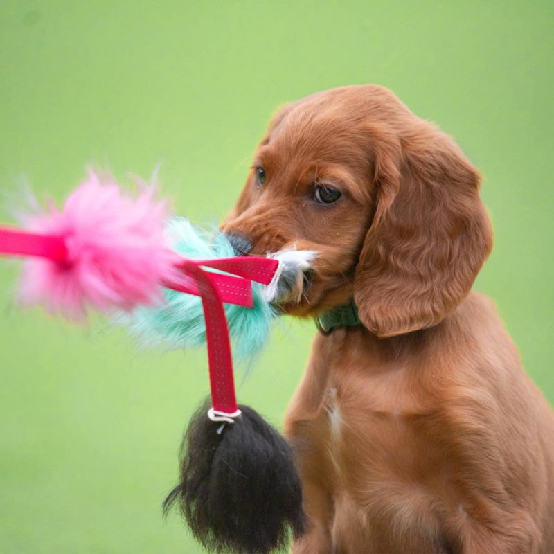 Doggie-Zen Liten blekksprut jaktleke med sau og kanin
