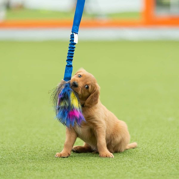 Doggie-Zen Kampleke med fuskepels og villsvin