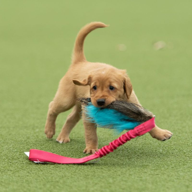 Doggie-Zen Kampleke med fuskepels og villsvin