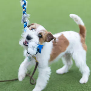 Hovedbilde Paws Made Liten kaninflette